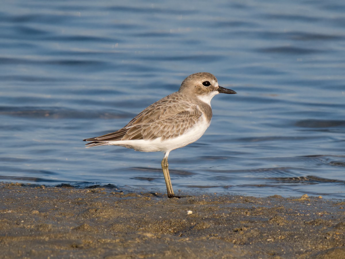 Pluvier de Leschenault - ML644545444