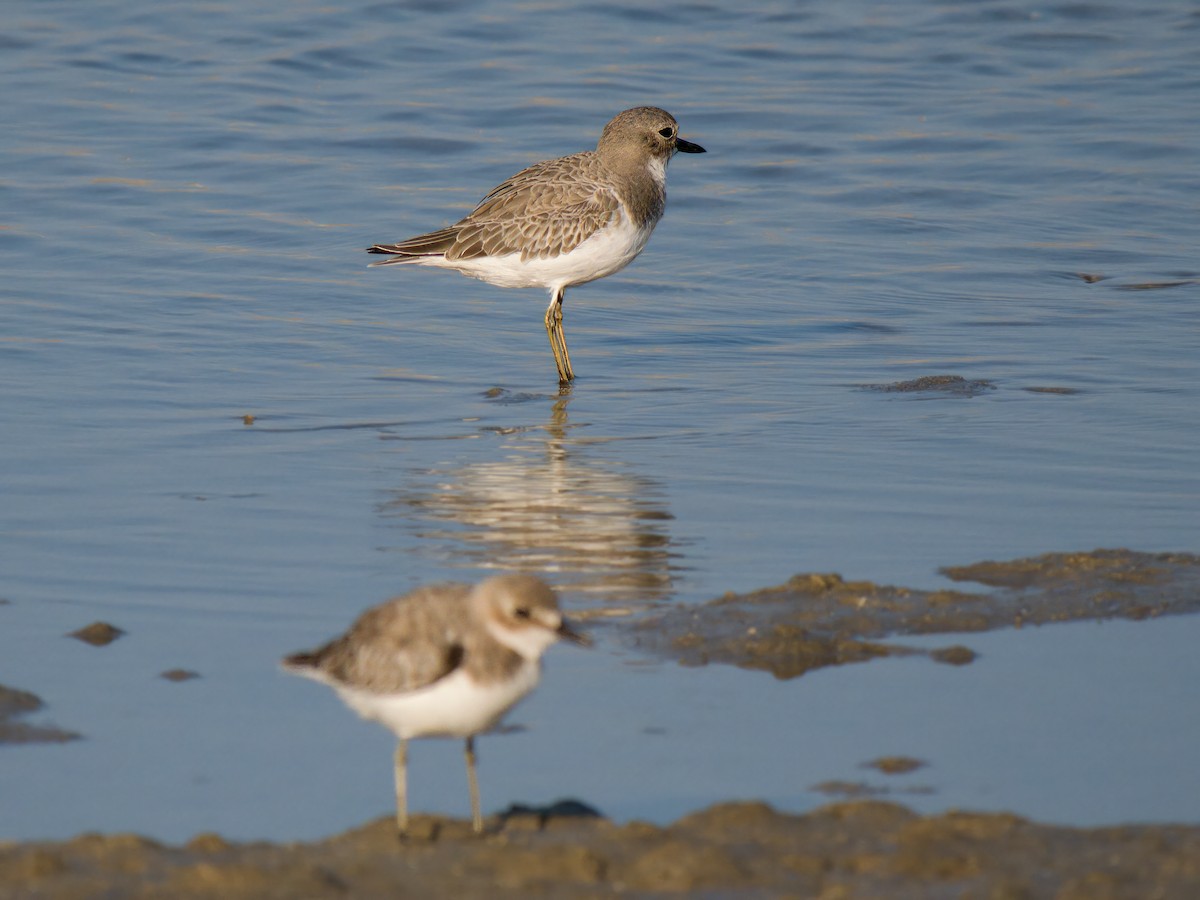 Pluvier de Leschenault - ML644545445