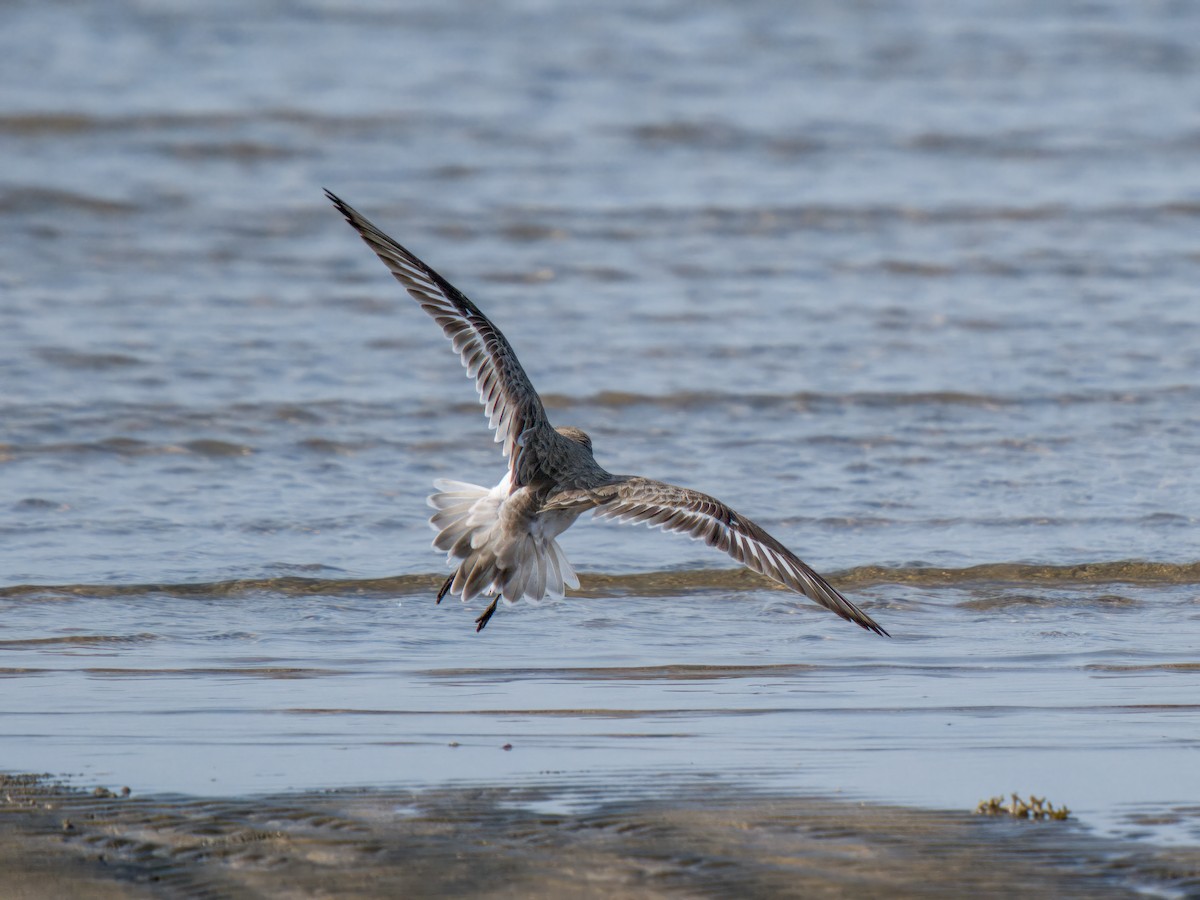 Pluvier de Leschenault - ML644545446