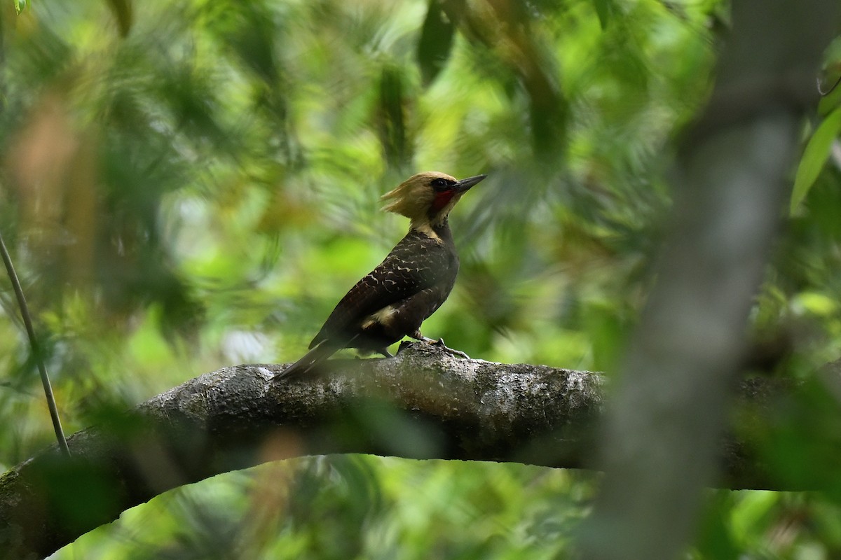 Pale-crested Woodpecker - ML644545449