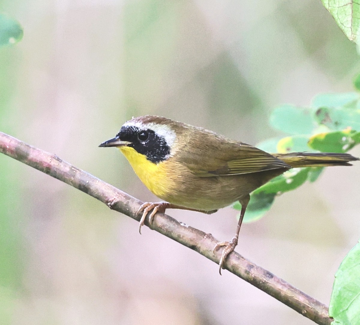 Mascarita Común - ML644545452