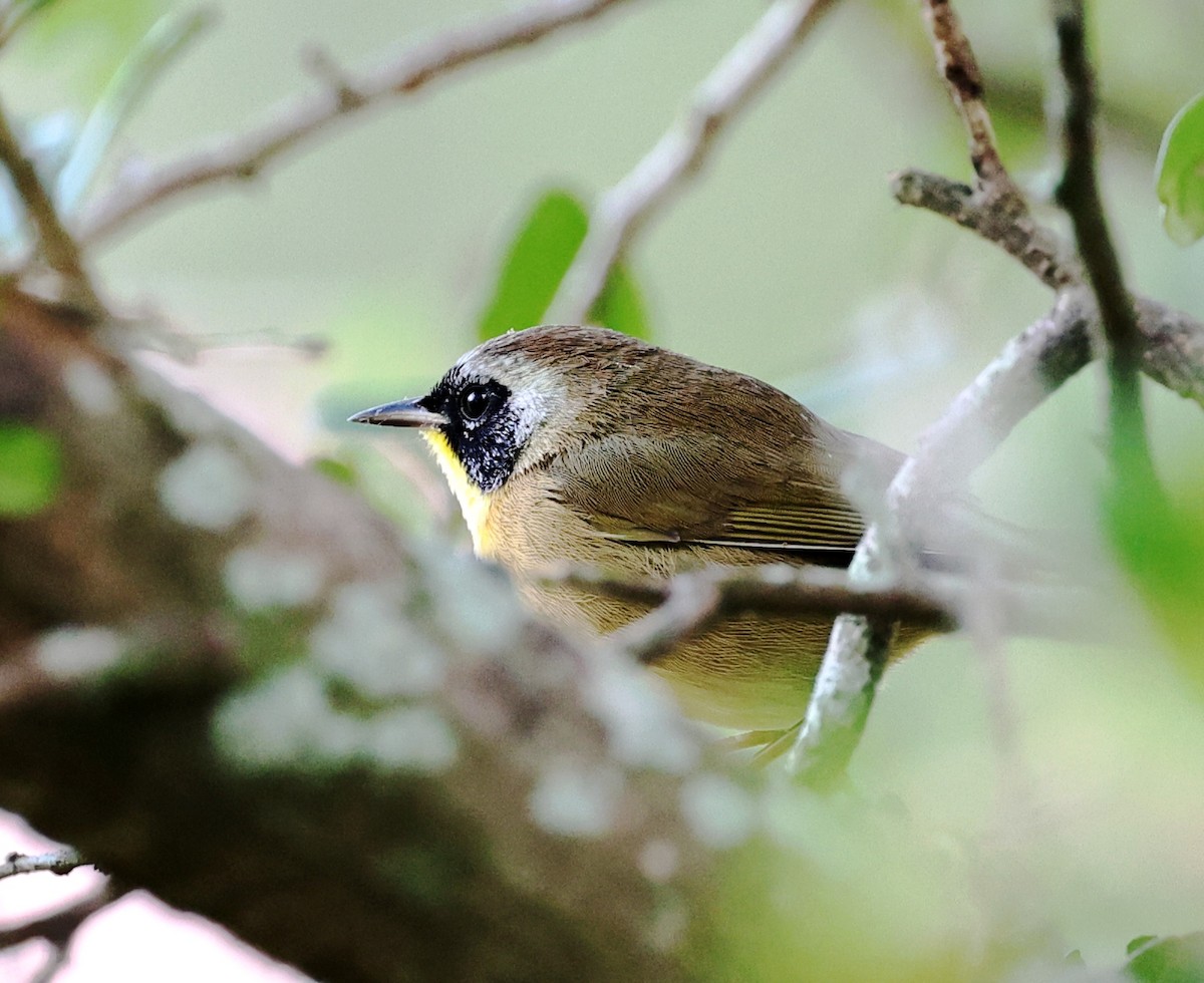 Mascarita Común - ML644545453