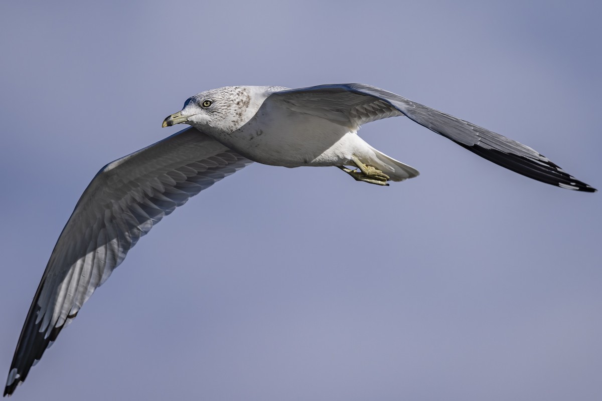 ringnebbmåke - ML644545454