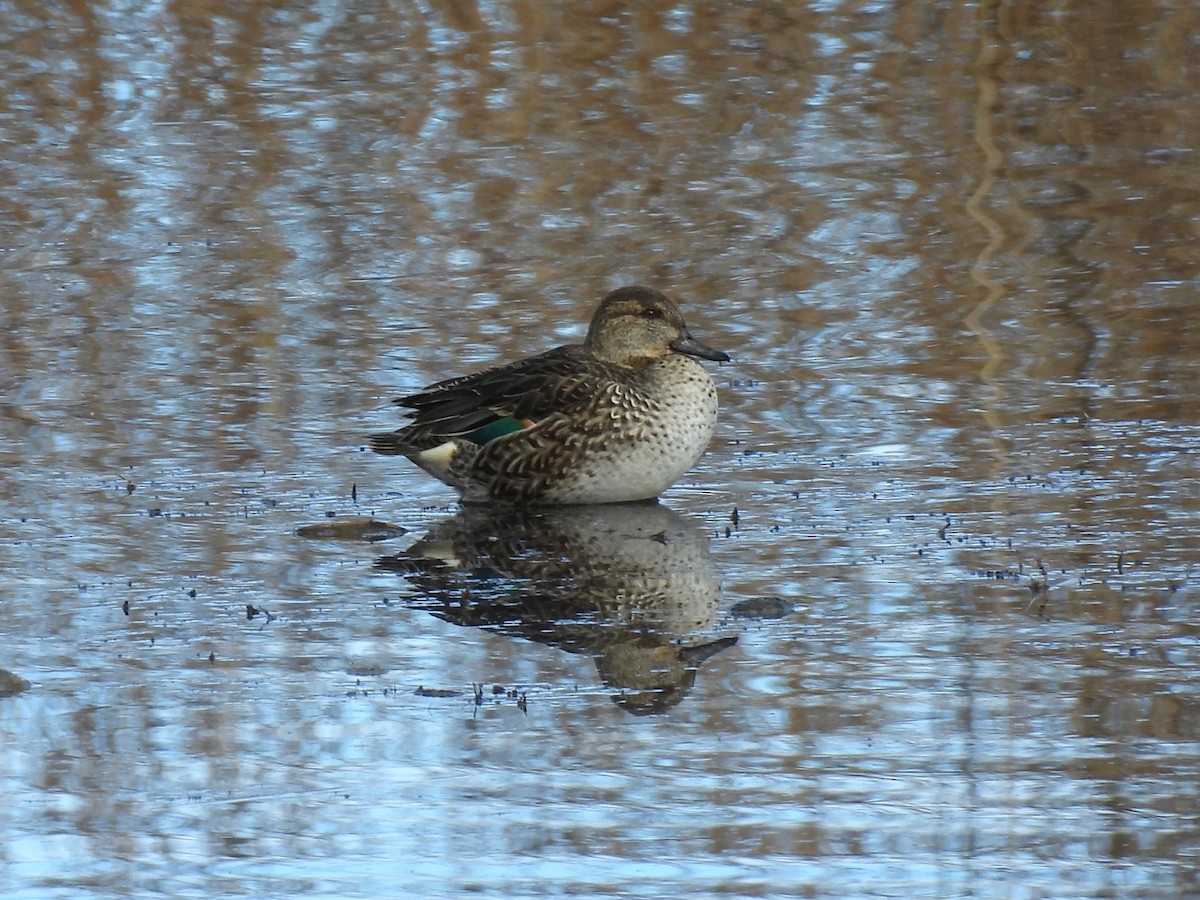 krikkand - ML644545456