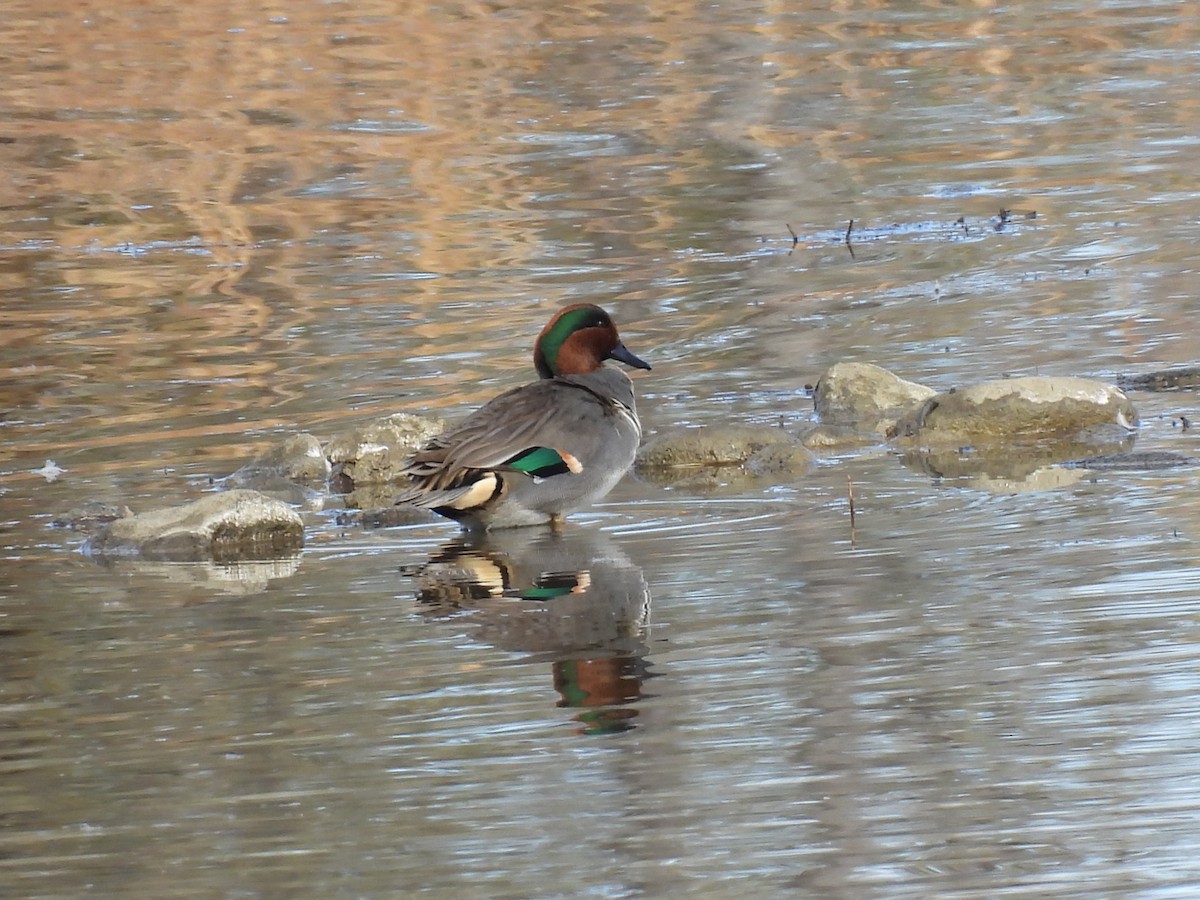 krikkand - ML644545458