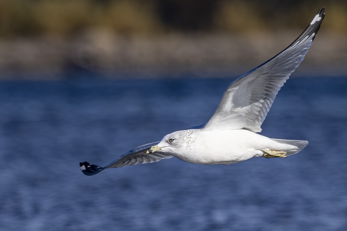 ringnebbmåke - ML644545459