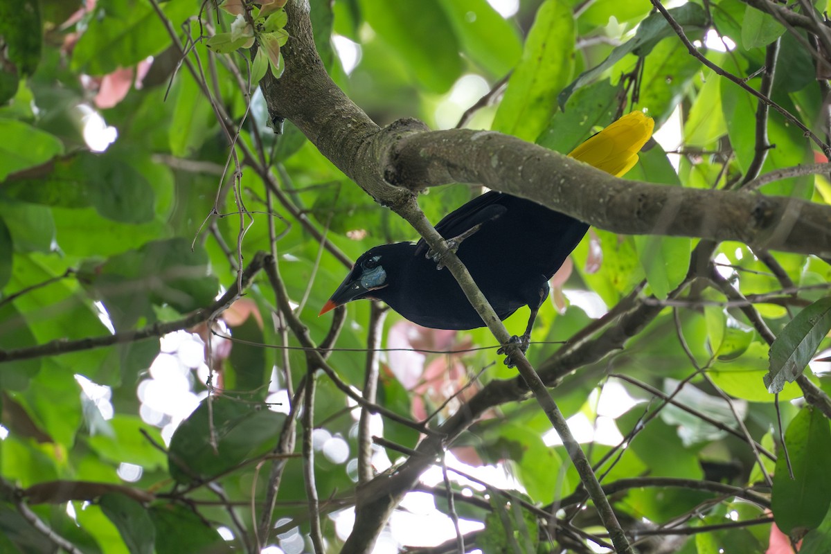 Black Oropendola - ML644545461