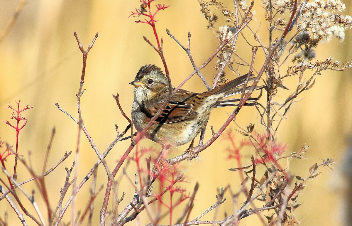 ヌマウタスズメ - ML644545465