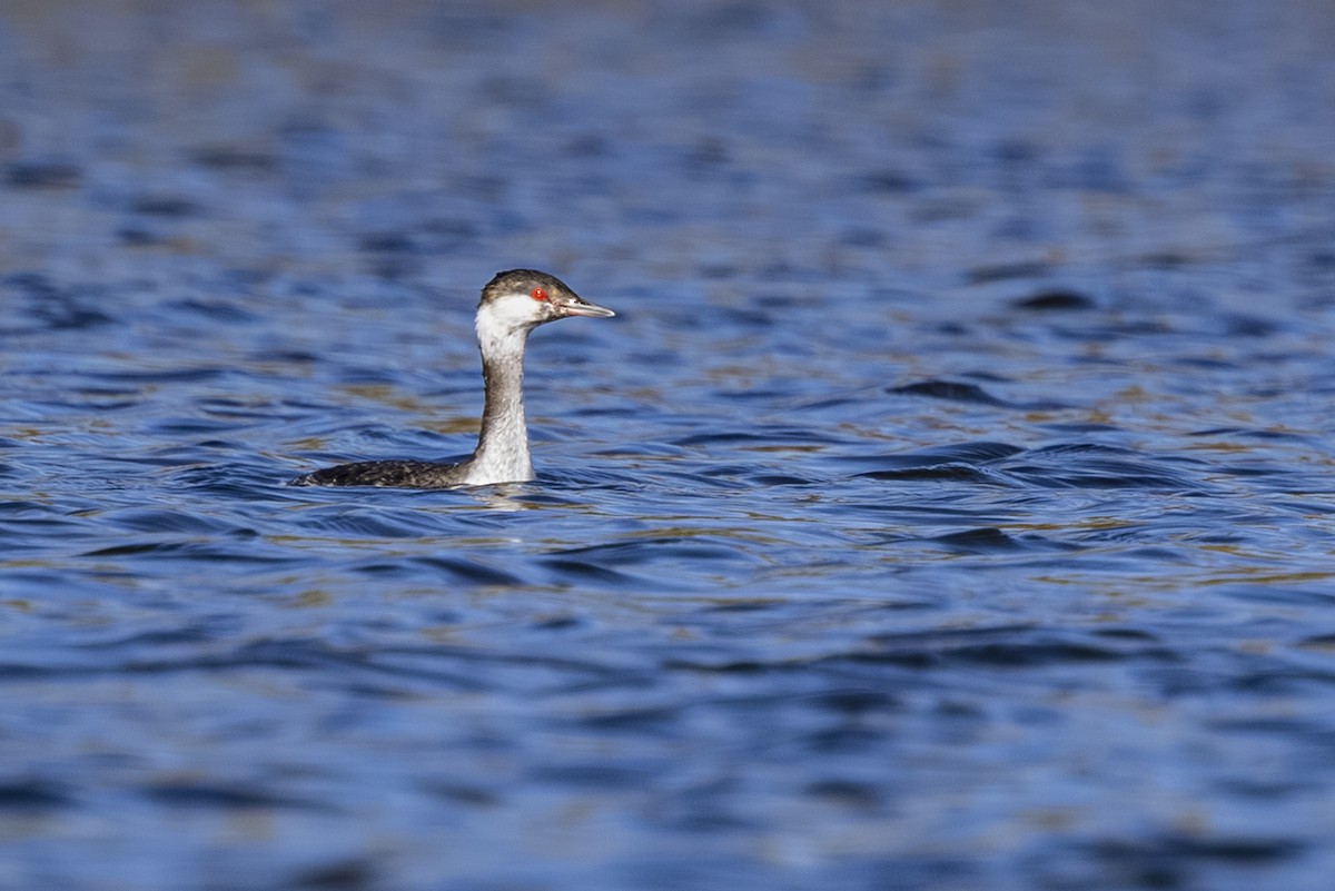 horndykker - ML644545466