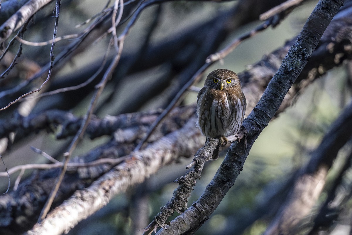 Austral Pygmy-Owl - ML644545467