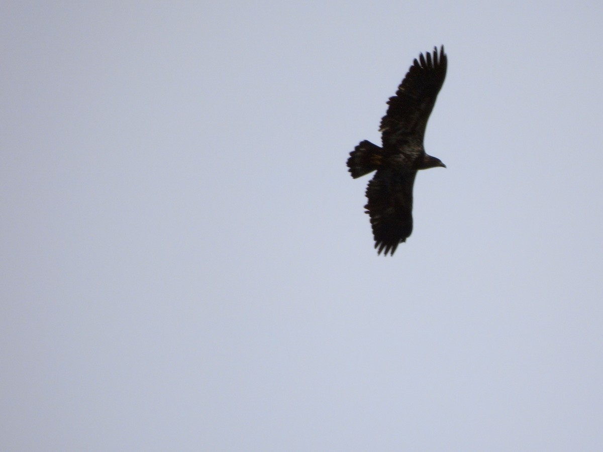 Bald Eagle - ML644545468