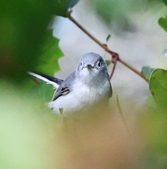 Perlita Grisilla - ML644545469