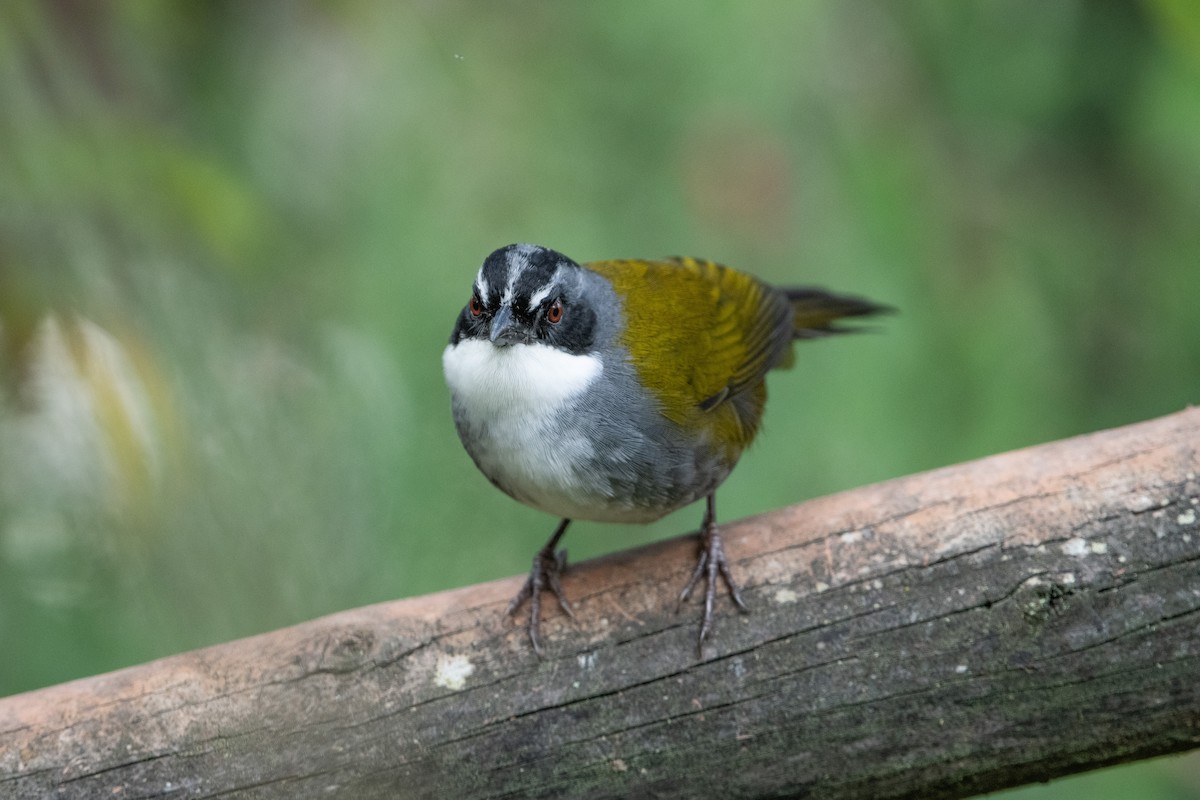 Тихоголос великий - ML644545479