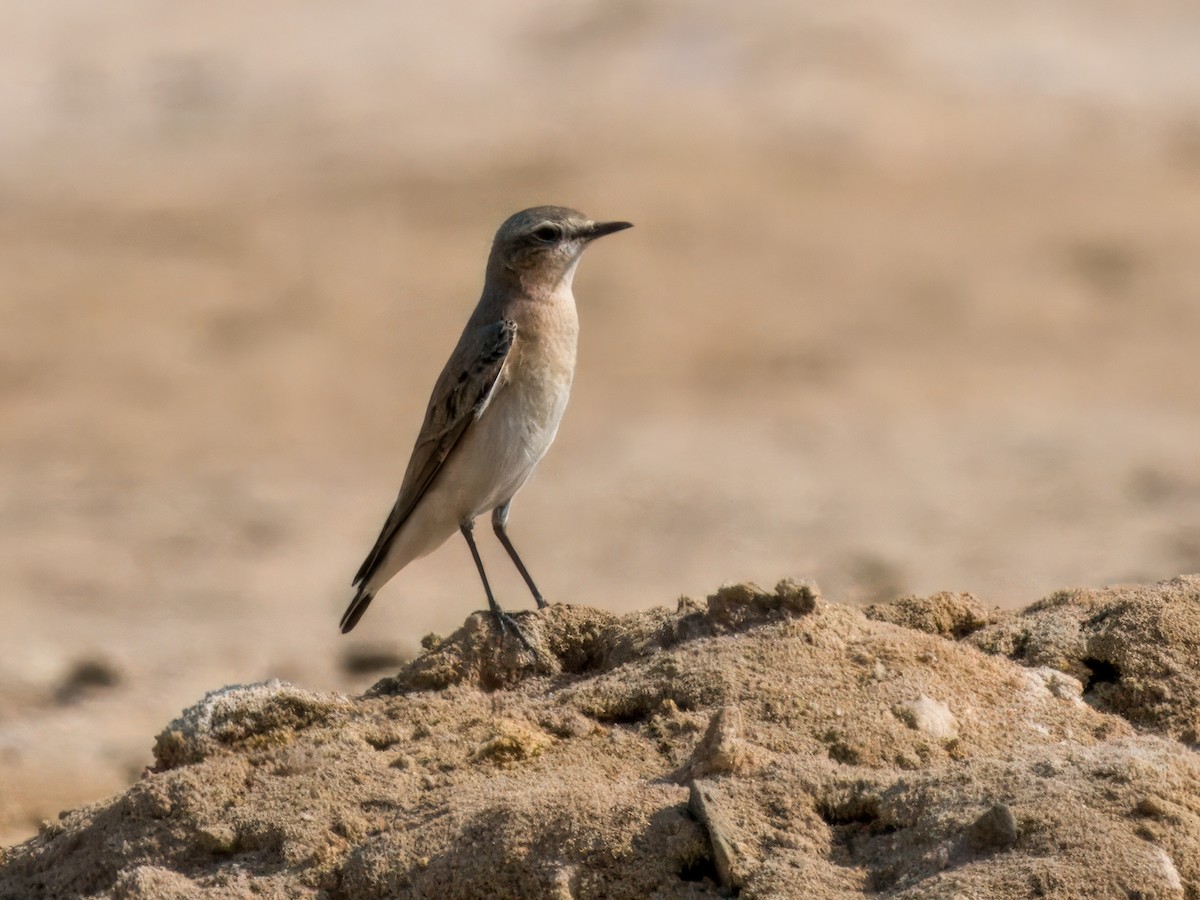 Traquet motteux - ML644545480