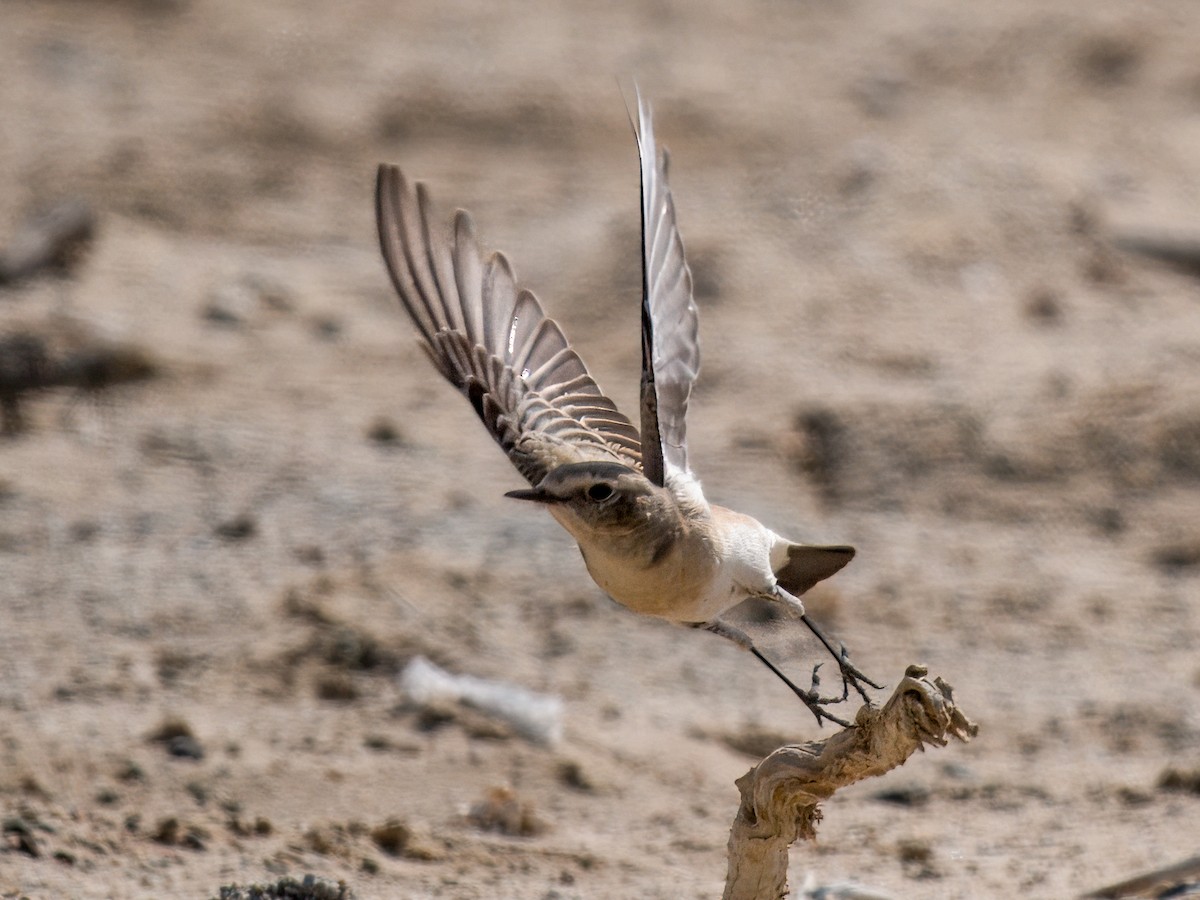 Traquet motteux - ML644545481