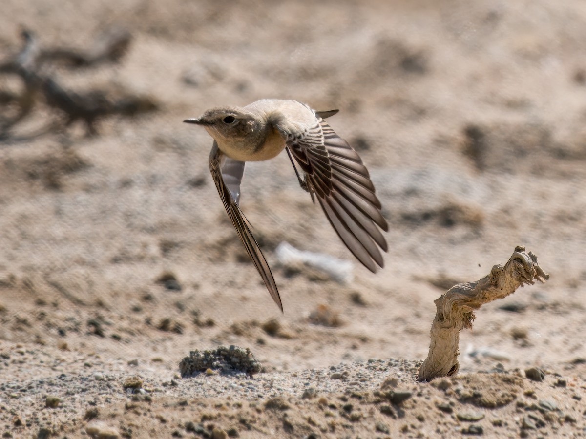 Traquet motteux - ML644545483