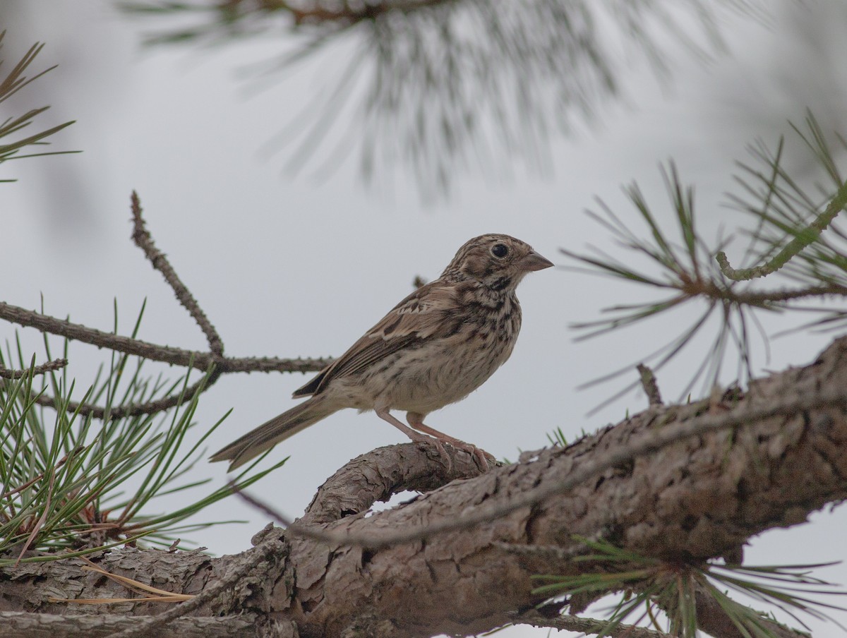 Vesper Sparrow - ML644545490