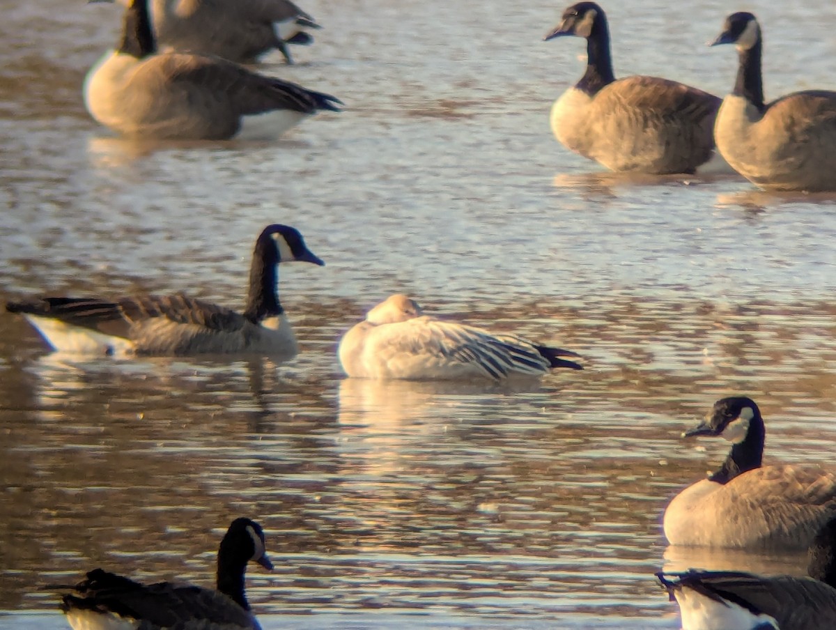 Цасны галуу - ML644545494