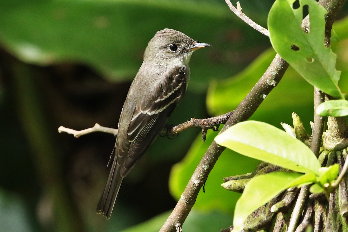 Eastern Wood-Pewee - ML644545495