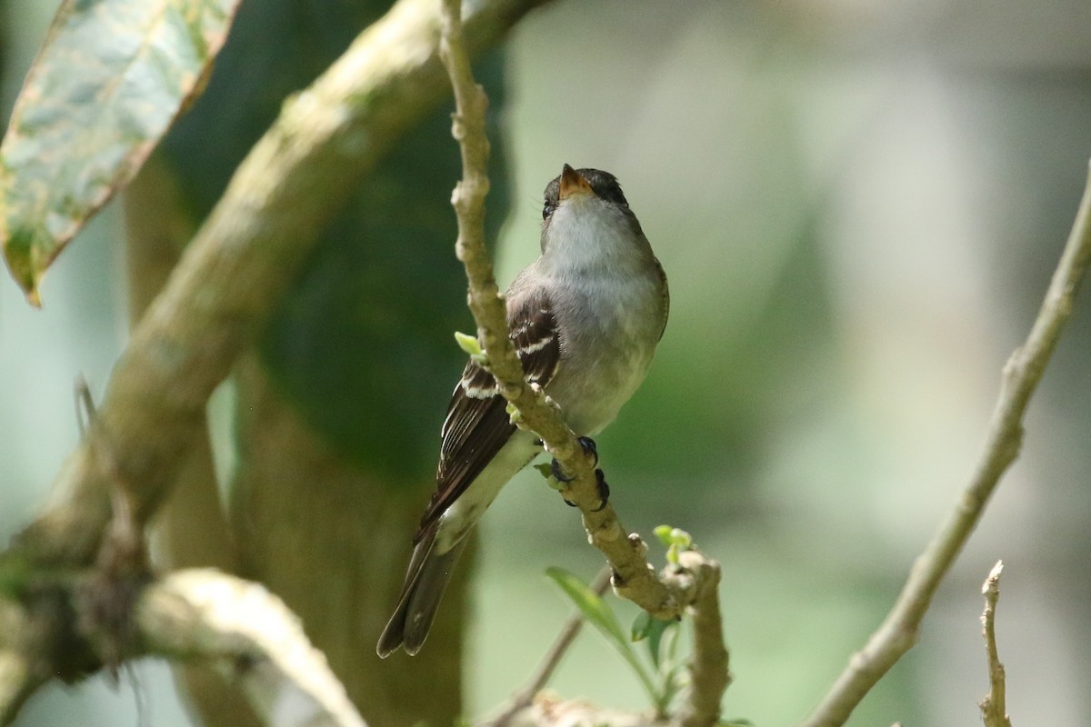 Eastern Wood-Pewee - ML644545496