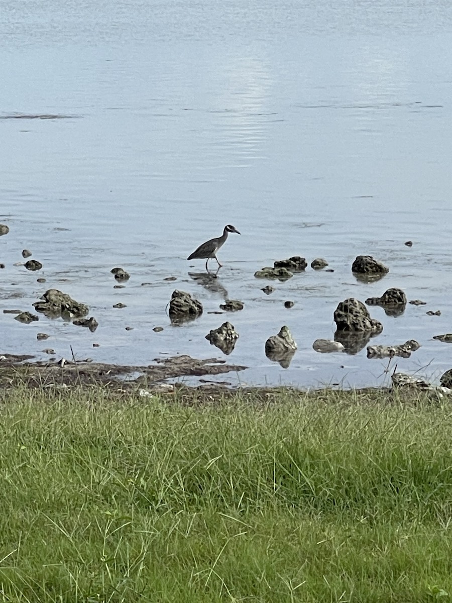 gulkronehegre - ML644545498