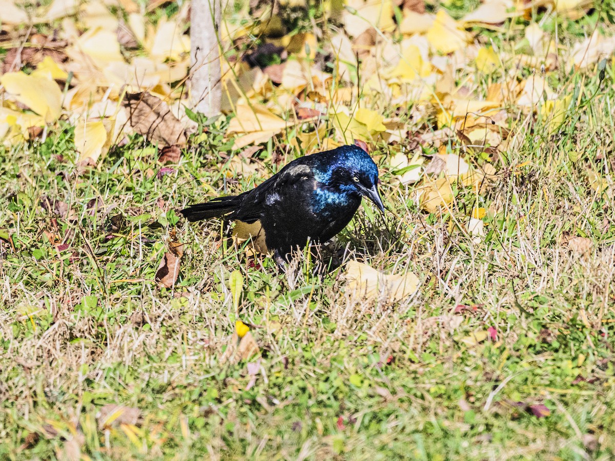 Гракл пурпуровошиїй - ML644545500