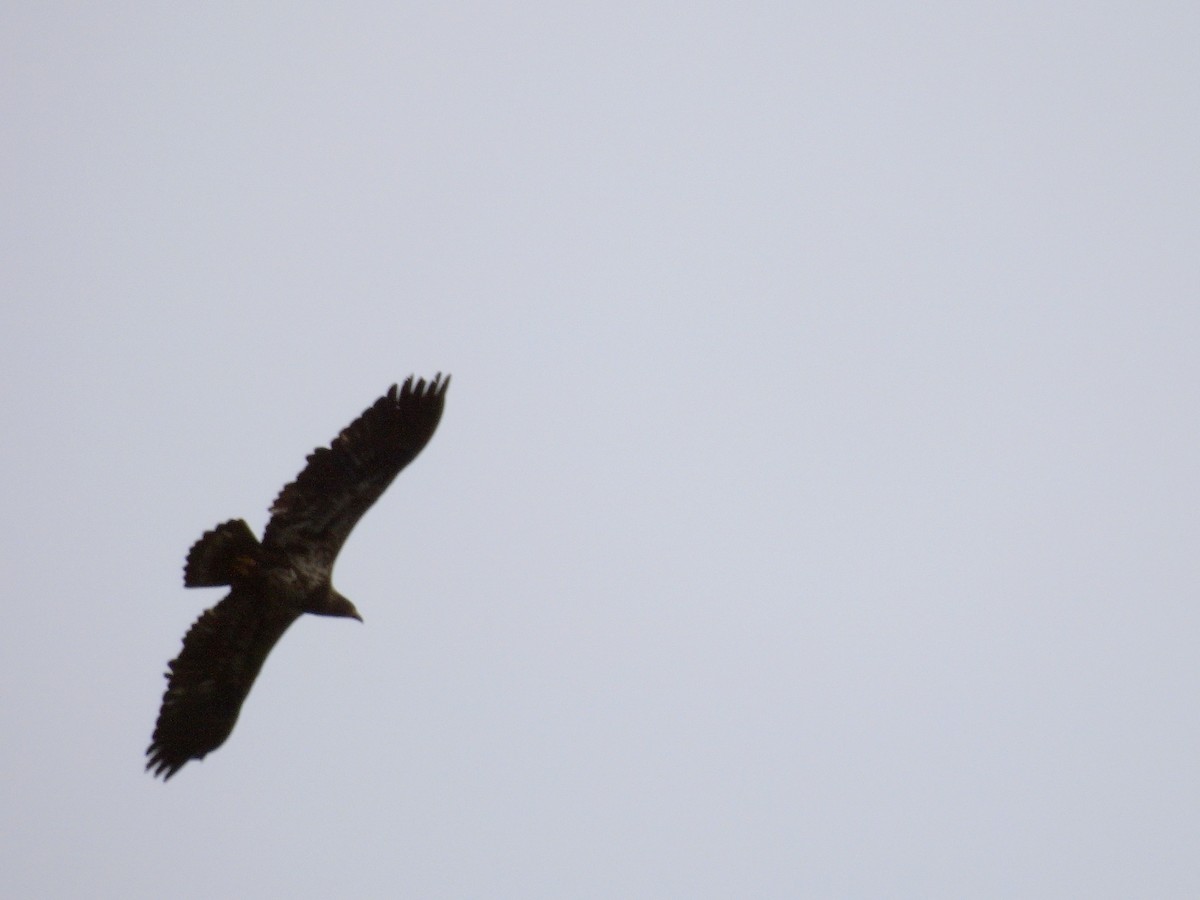 Bald Eagle - ML644545501