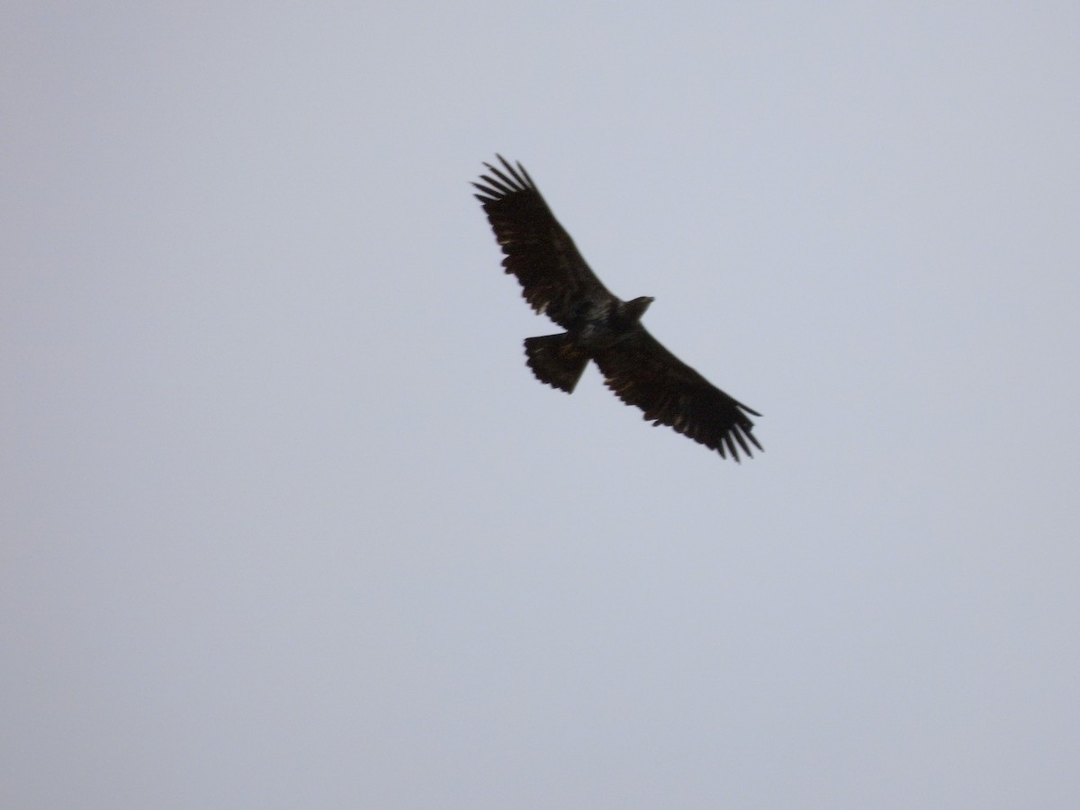 Bald Eagle - ML644545502