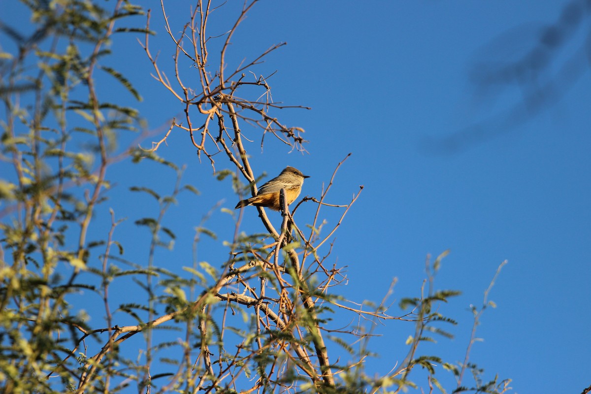 Феб великий - ML644545503
