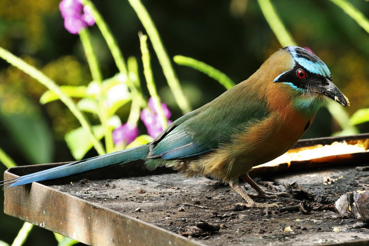 Lesson's Motmot - ML644545505