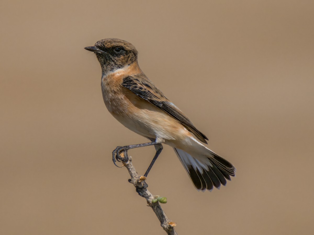 Tarier de Sibérie - ML644545506