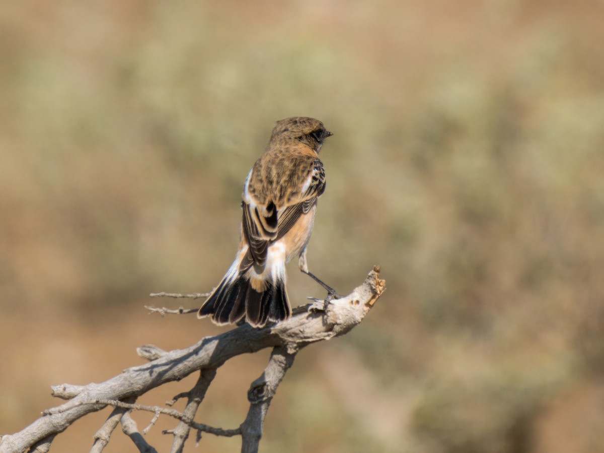 Tarier de Sibérie - ML644545507