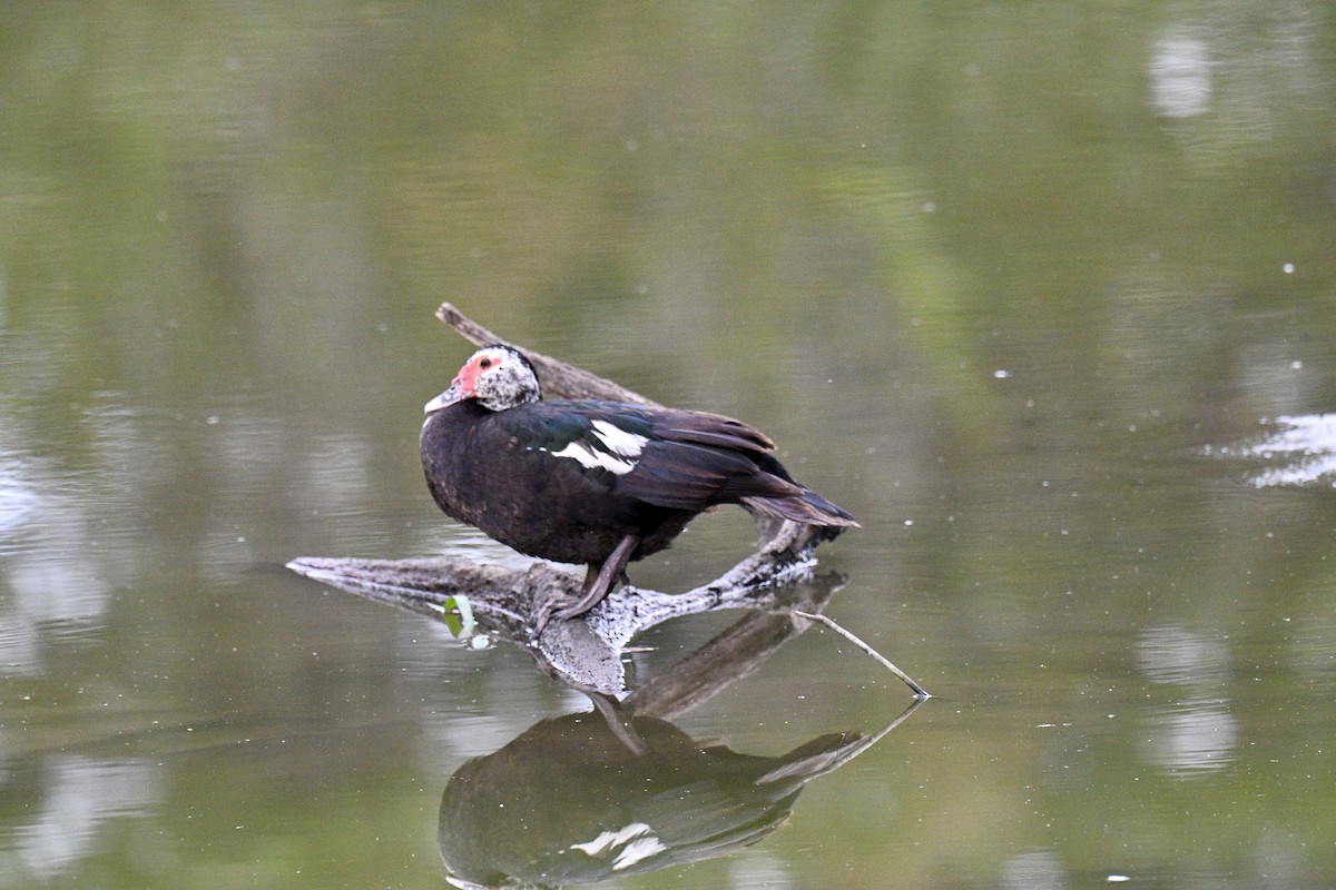 Качка мускусна (свійська) - ML644545508