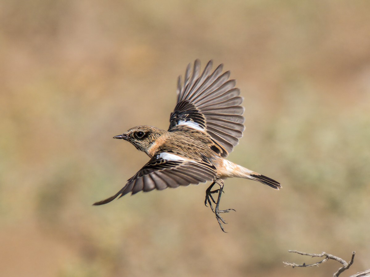 Tarier de Sibérie - ML644545509