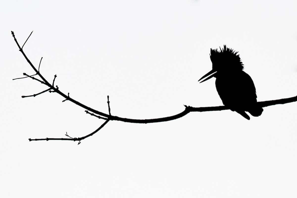 Рибалочка-чубань північний - ML644545510