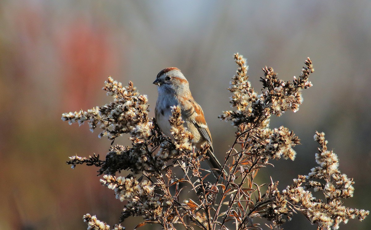 Пасовник північний - ML644545512