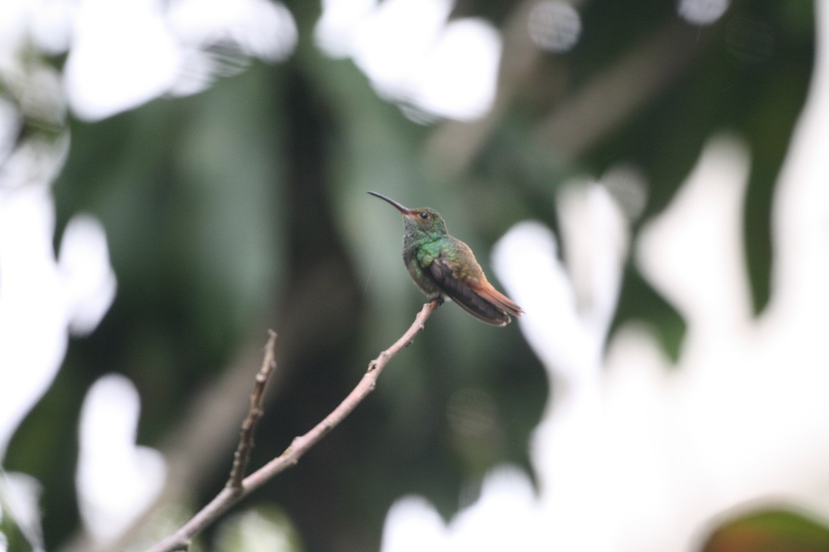 Цакатл - ML644545513