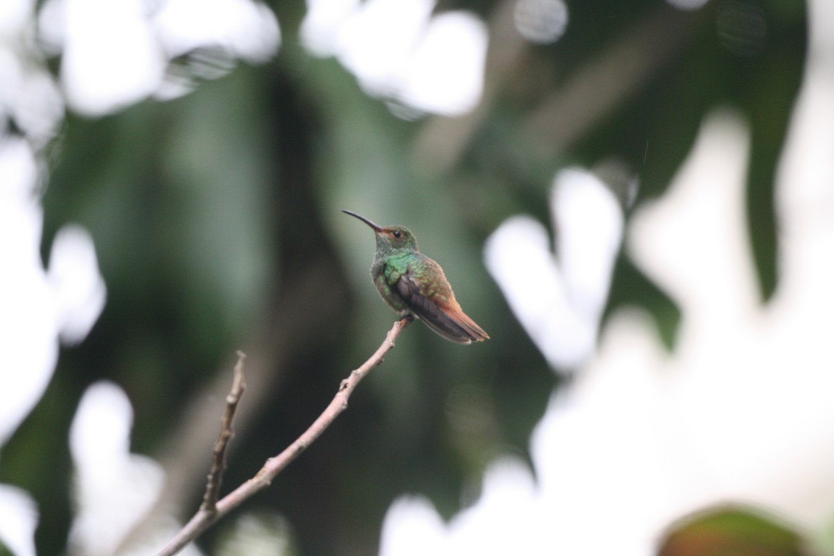 Цакатл - ML644545514