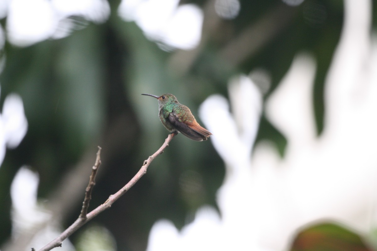 Цакатл - ML644545515