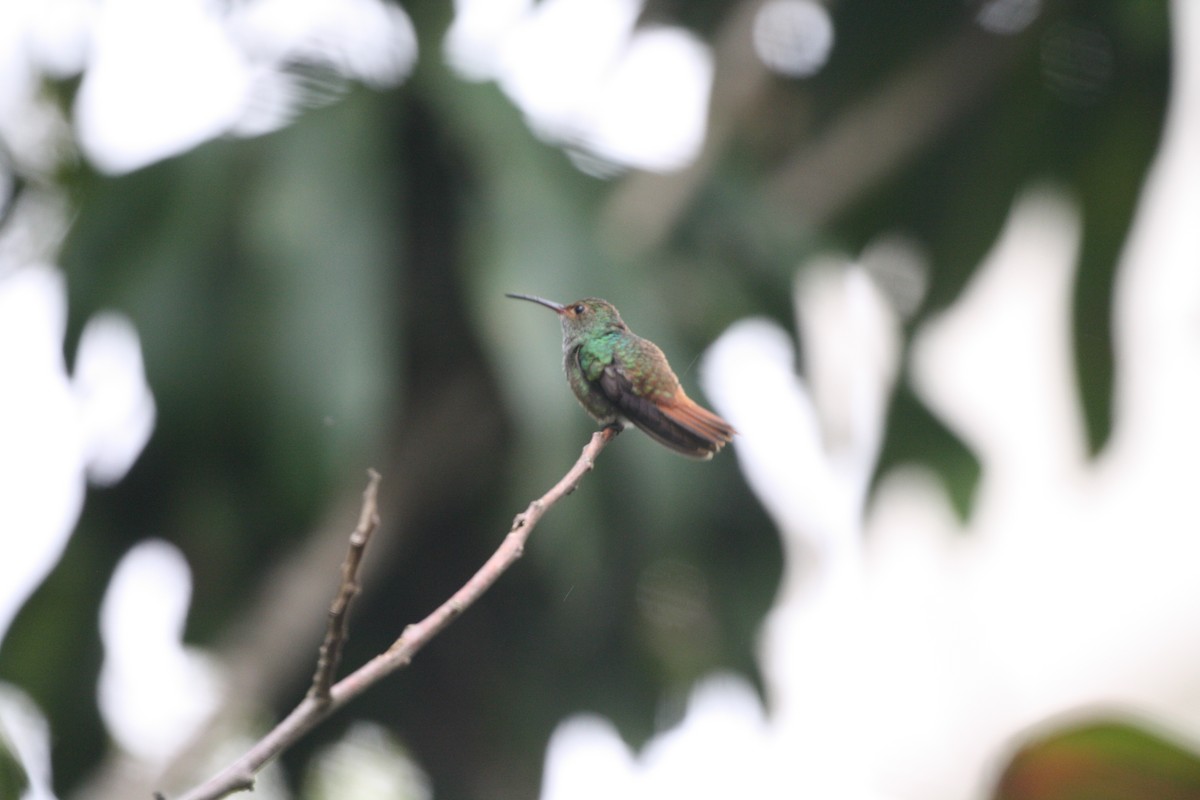 Цакатл - ML644545516