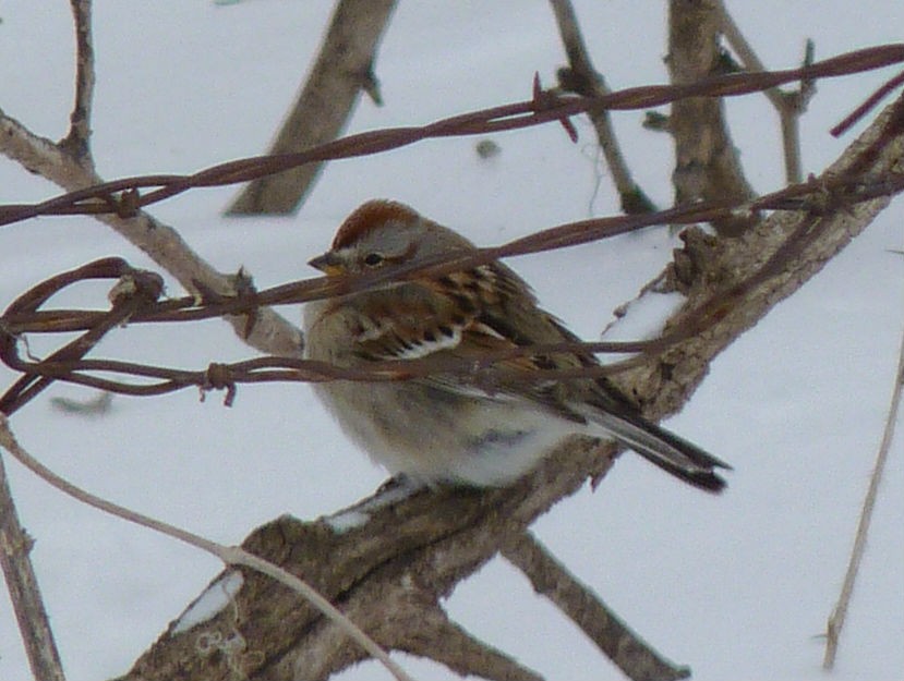 Пасовник північний - ML644545517