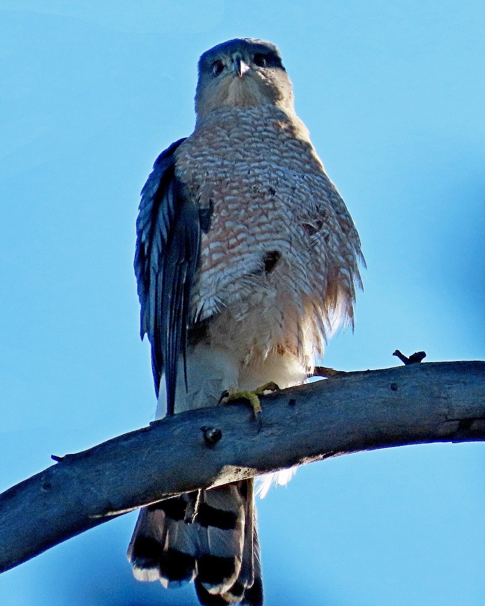 Яструб чорноголовий - ML644545521