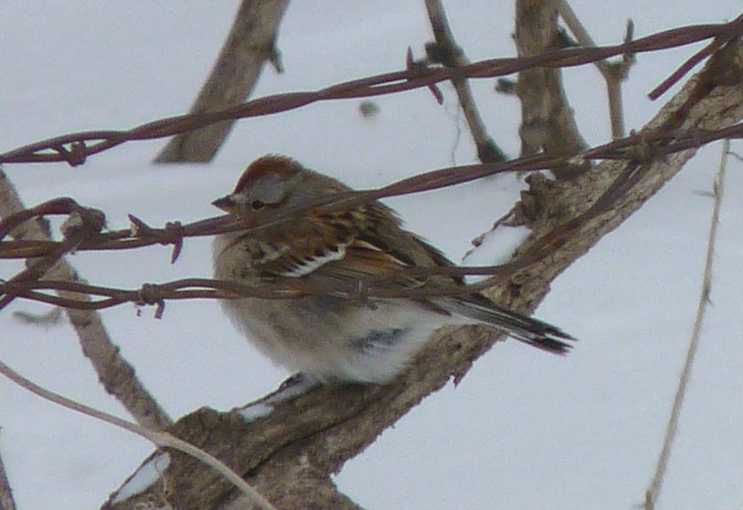 Пасовник північний - ML644545522