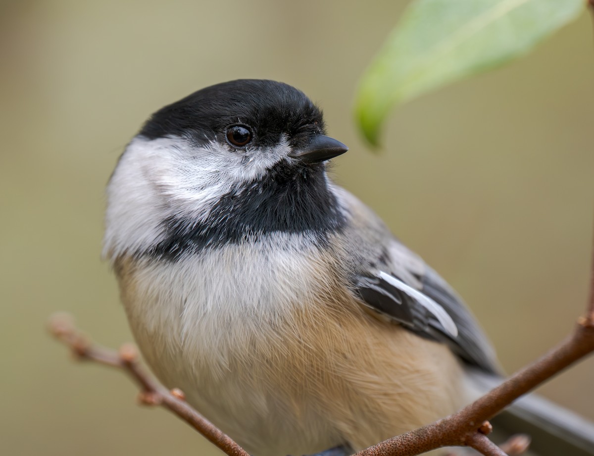 Гаїчка світлокрила - ML644545523