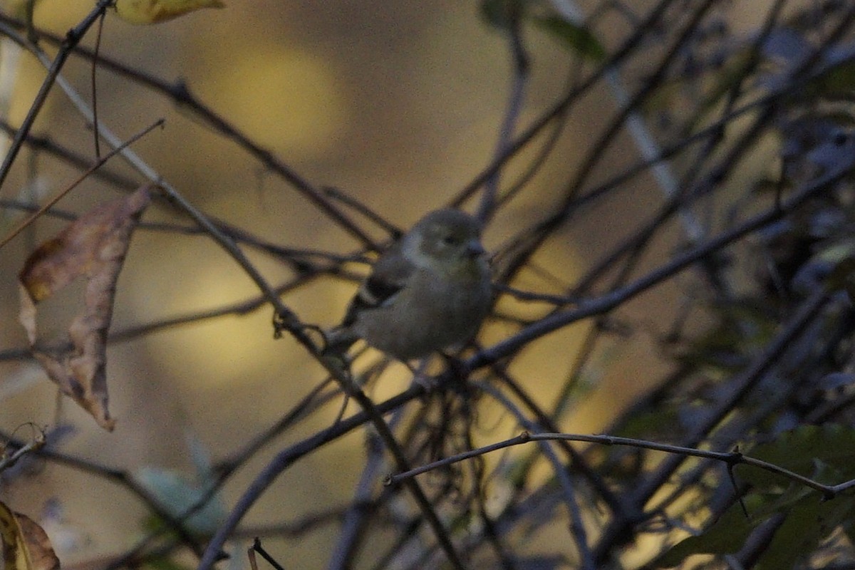 Чиж золотий - ML644545524