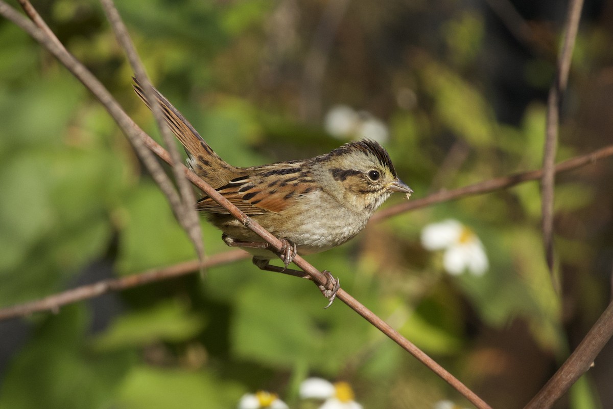 Пасовка болотяна - ML644545525