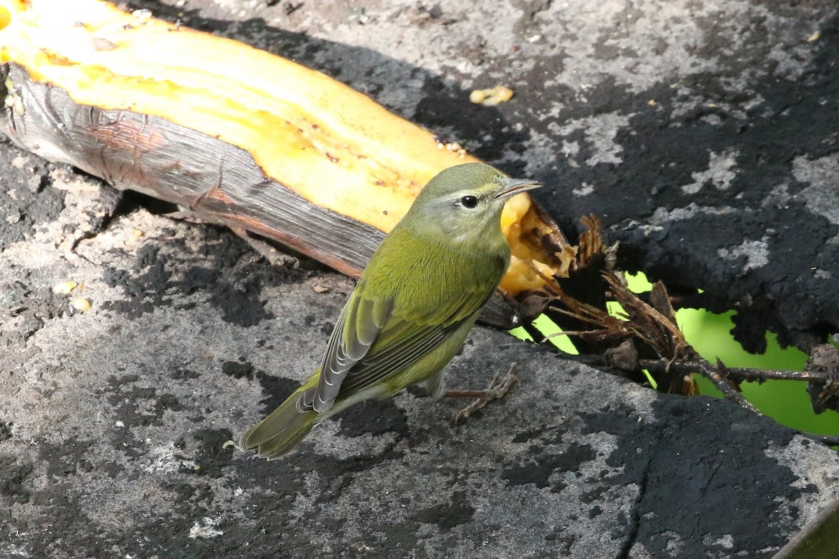 Tennessee Warbler - ML644545526