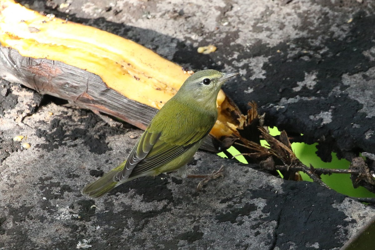 Tennessee Warbler - ML644545527