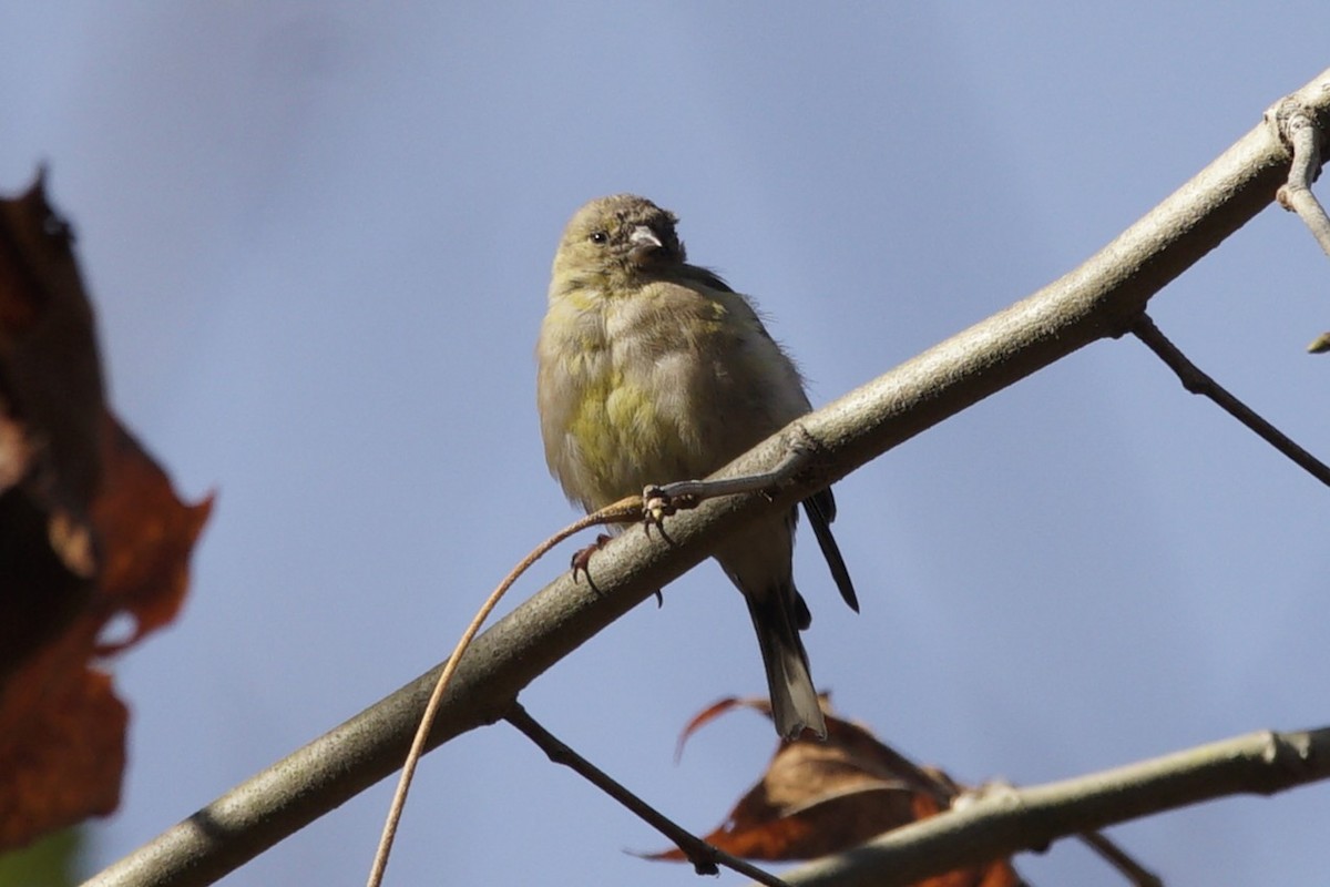 Чиж золотий - ML644545528