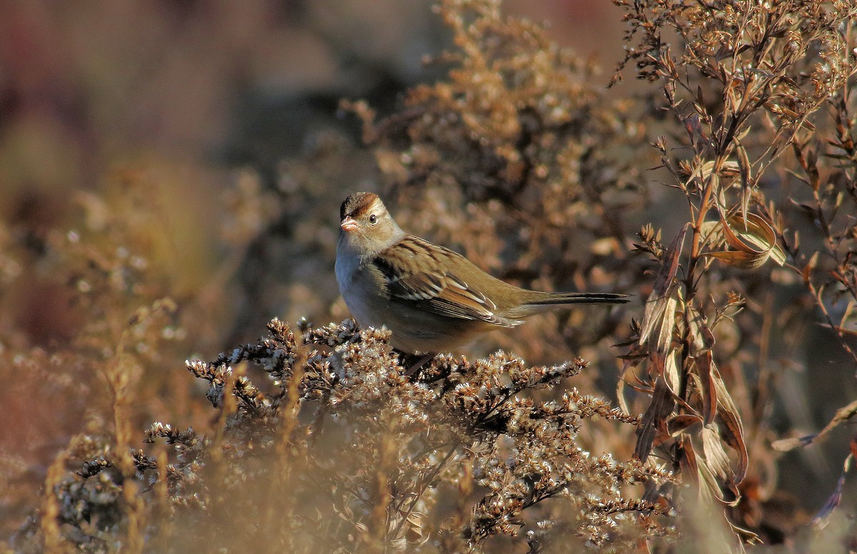 Бруант білобровий - ML644545529